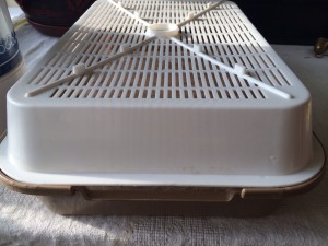 Проращивание пшеницы в лотке (куплен в отделе для кошек)